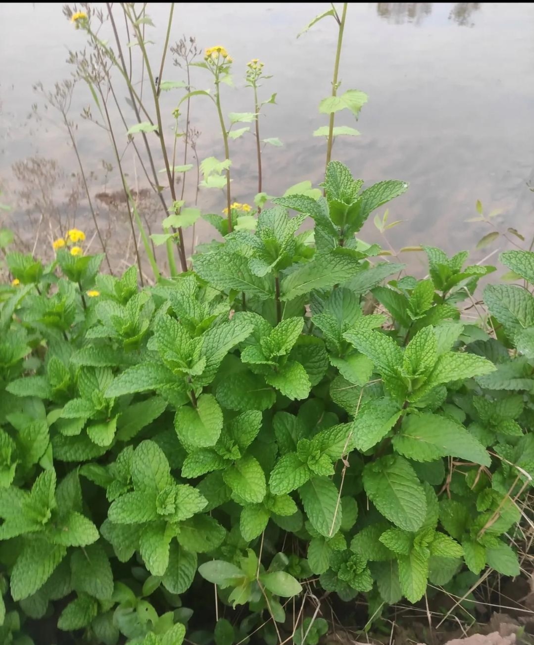 水塘边看到这青青草时,李大姐喊道:"长得这么好的鱼腥草还是头一回见"