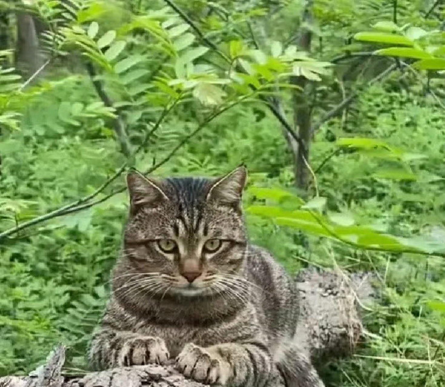 吉林北山小猫图片