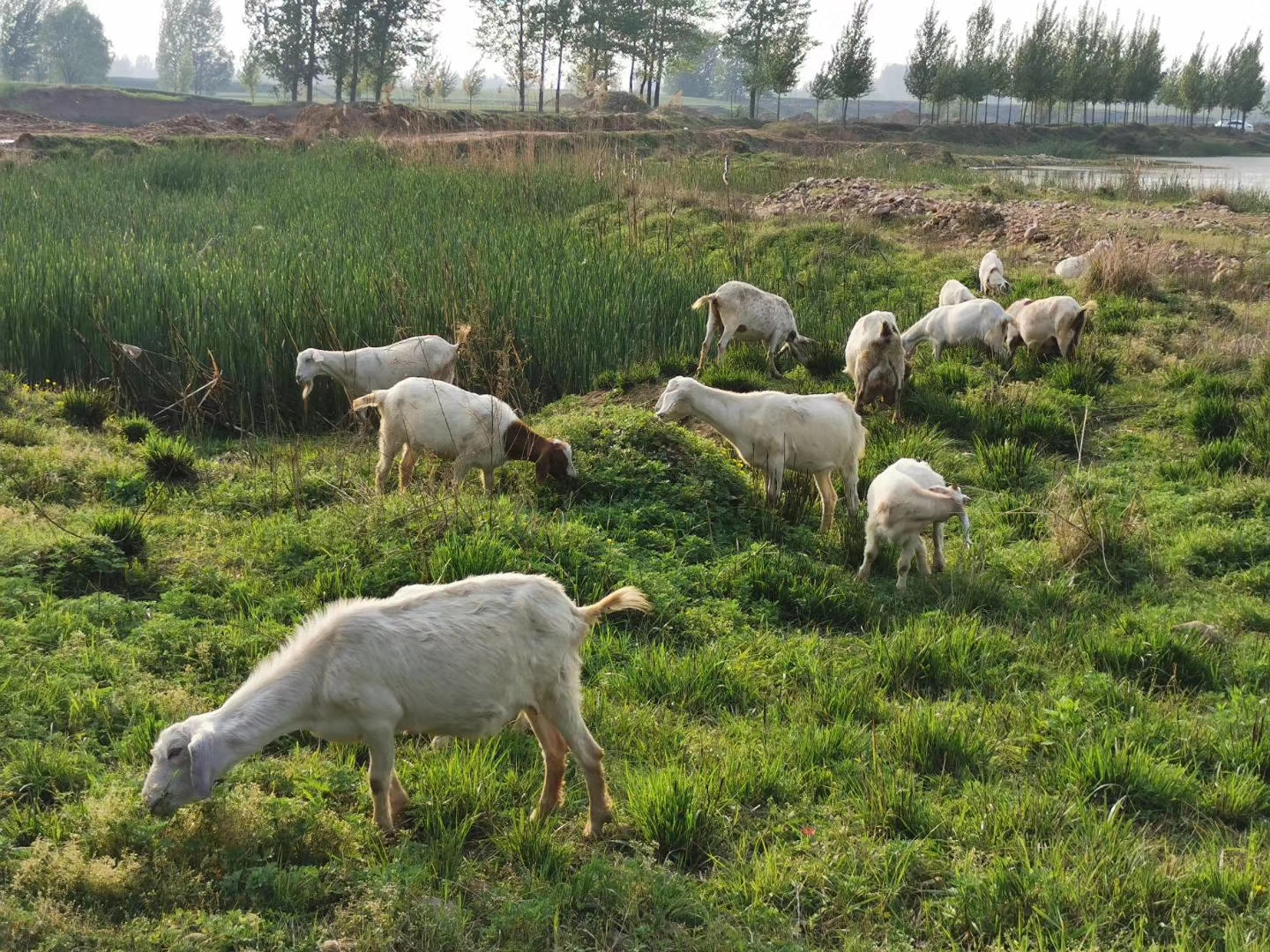 沙河岸边的羊群