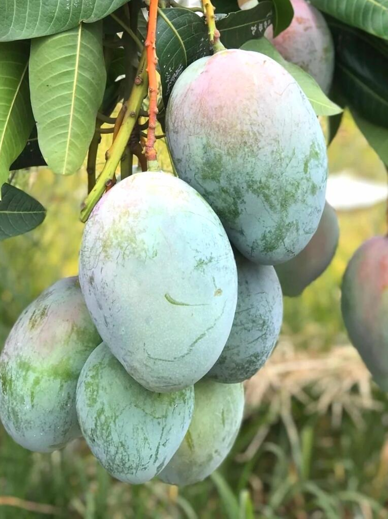 水果 #新鲜应季水果 #凯特芒果