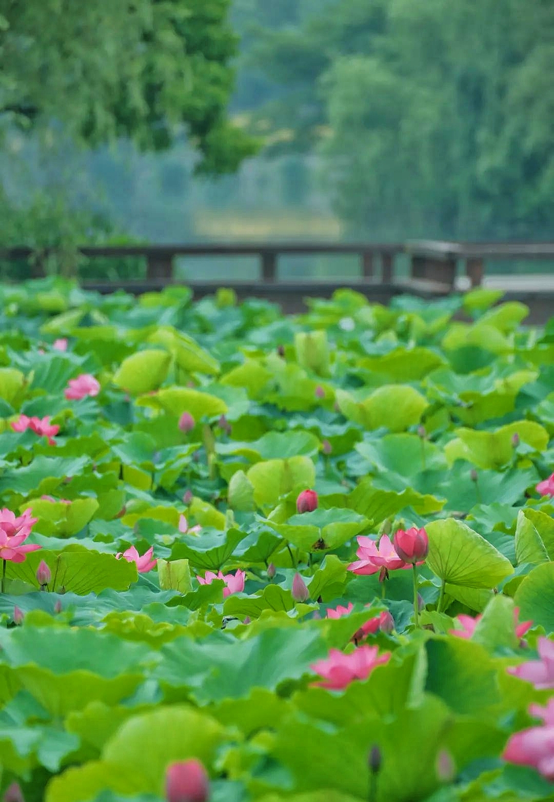 这里是绍兴上虞的"小西湖",适合周末闲逛,花束和小竹筏真的太出片了