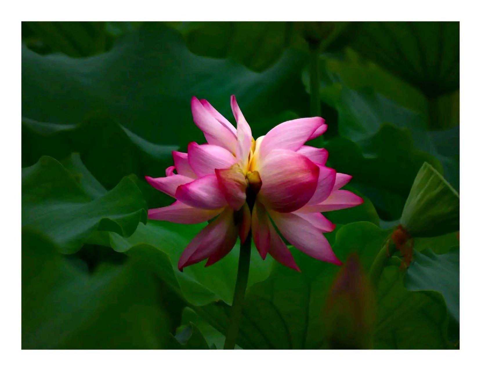 荷塘 | 并蒂莲 并蒂莲,也称并头莲,同心芙蓉,合欢莲,瑞莲,属莲科莲属.