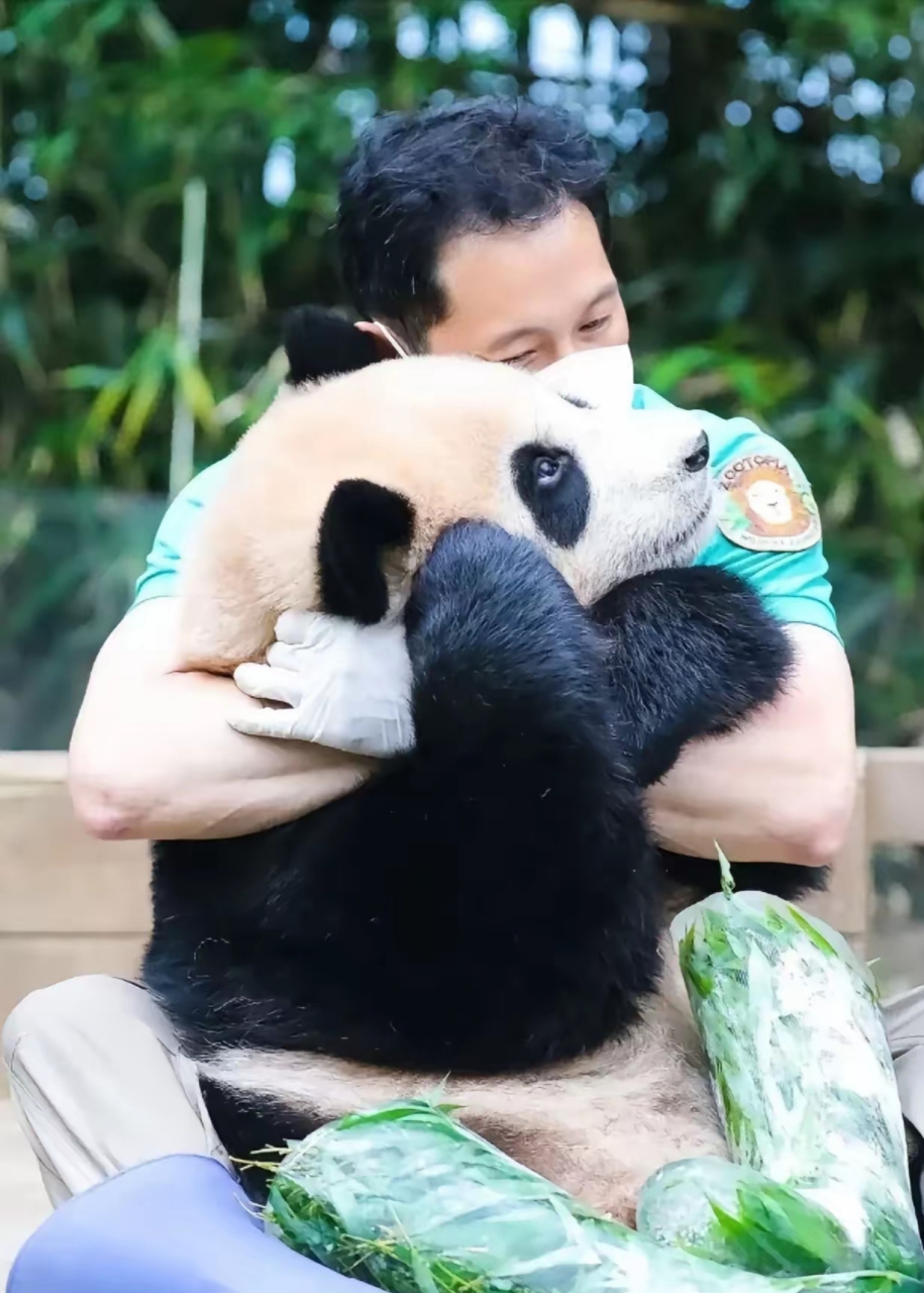 昨天,韩国爱宝乐园动物守护者熊猫饲养员宋永宽先生看到福宝展出,发布