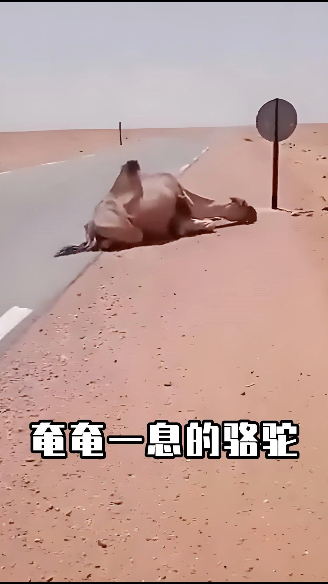 骆驼脱水倒在路边,司机大叔喂水救助