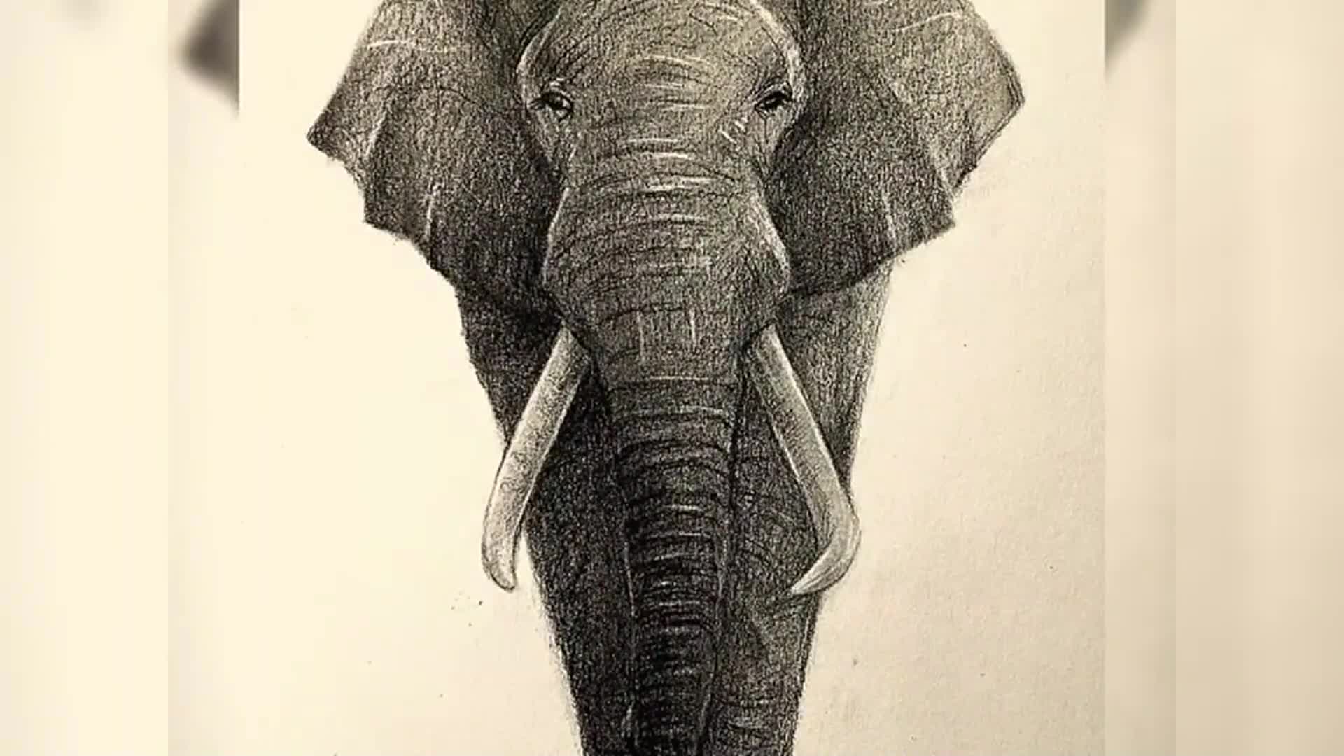 如何画一头大象完整的铅笔绘图