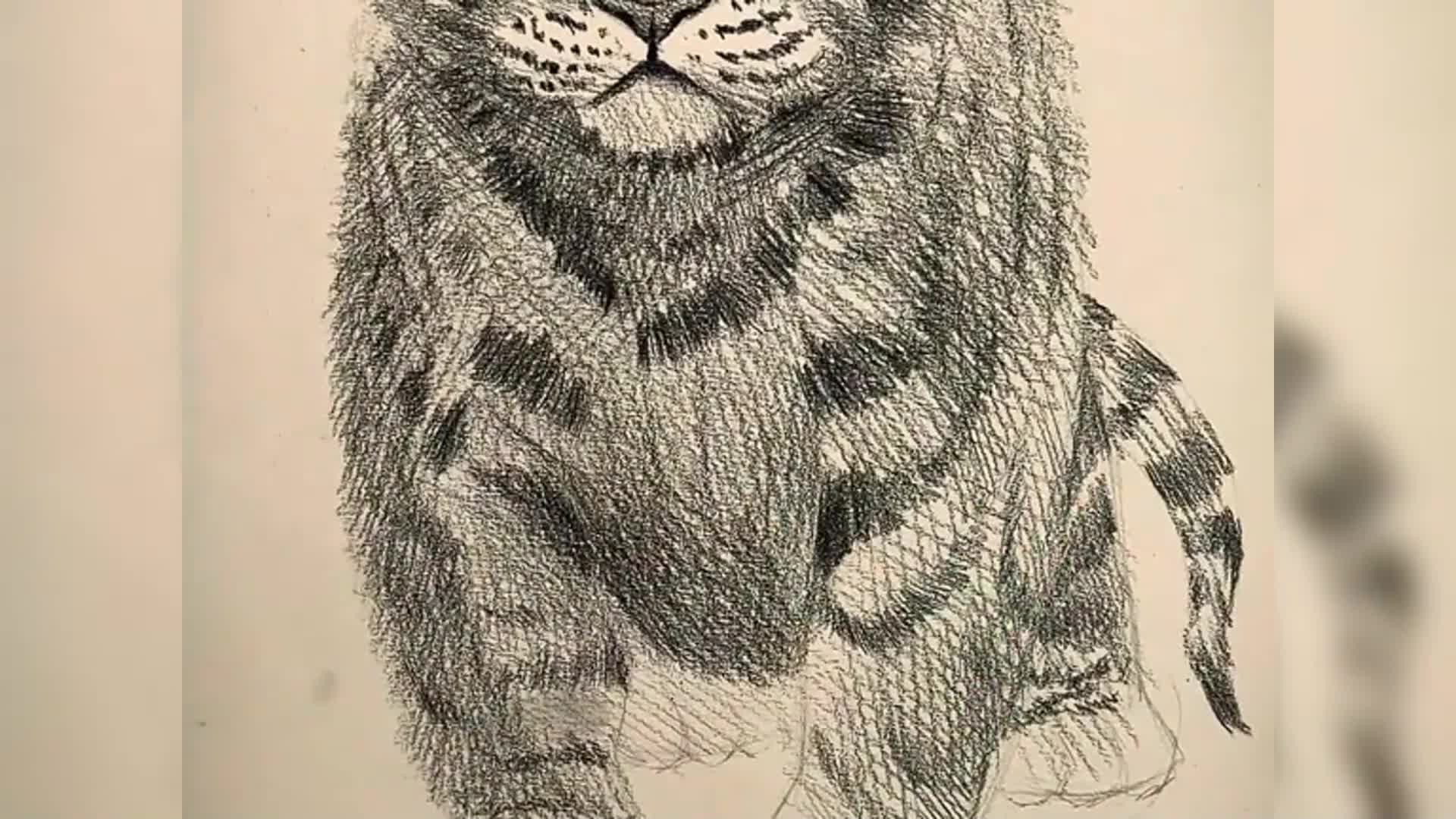 如何画老虎