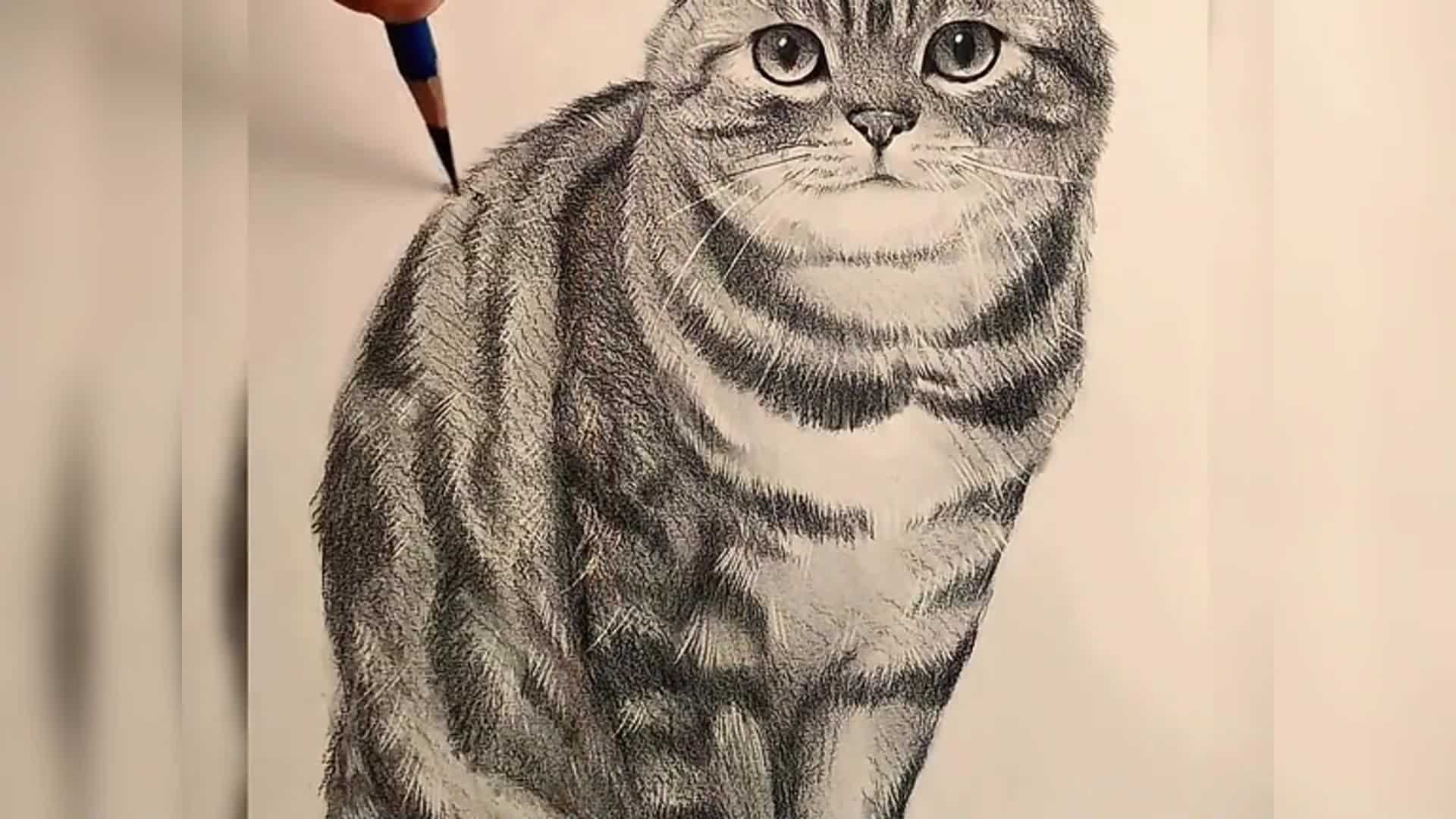 如何画猫全身铅笔画
