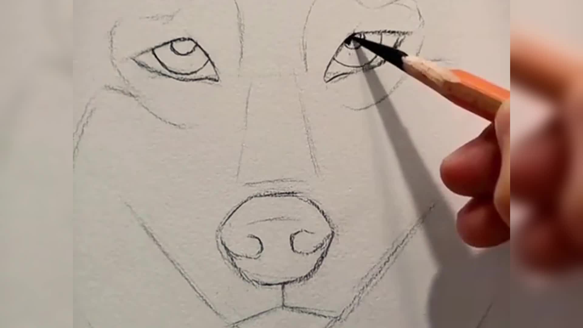 如何画狼画一只狼