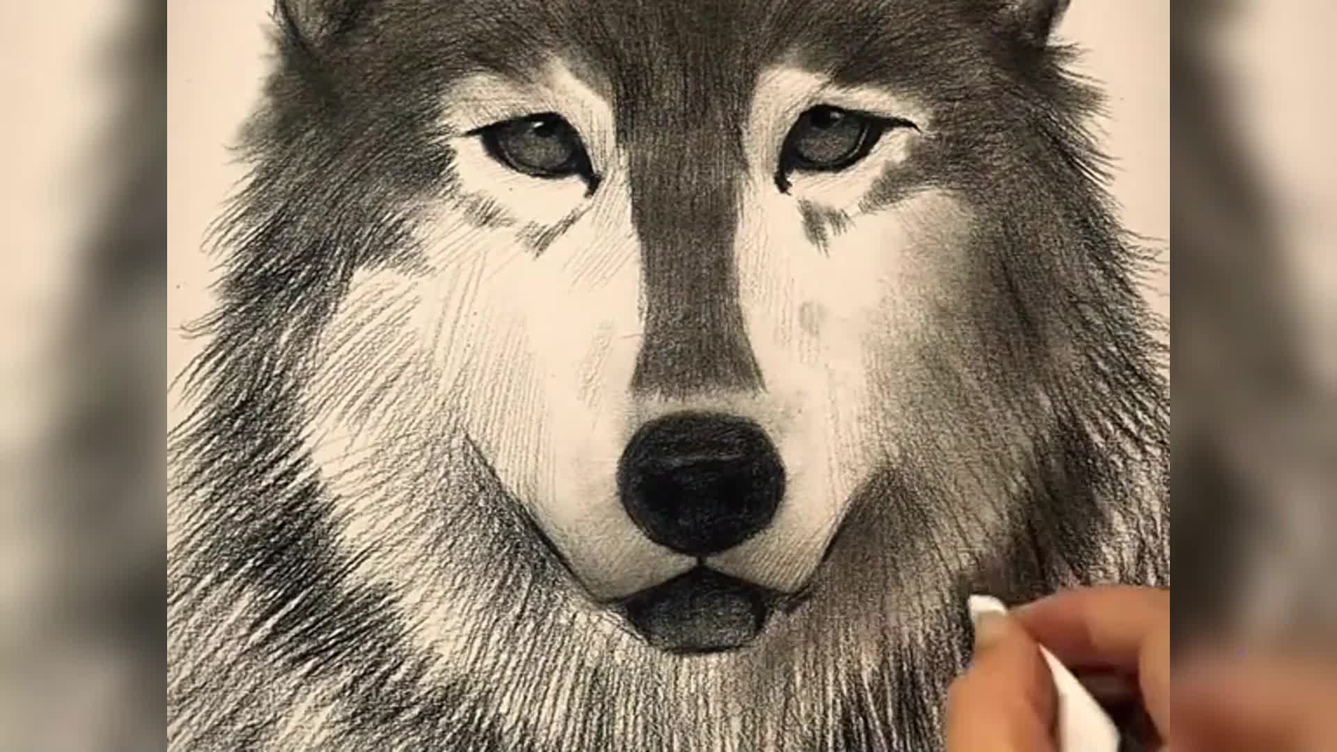 如何画狼铅笔画