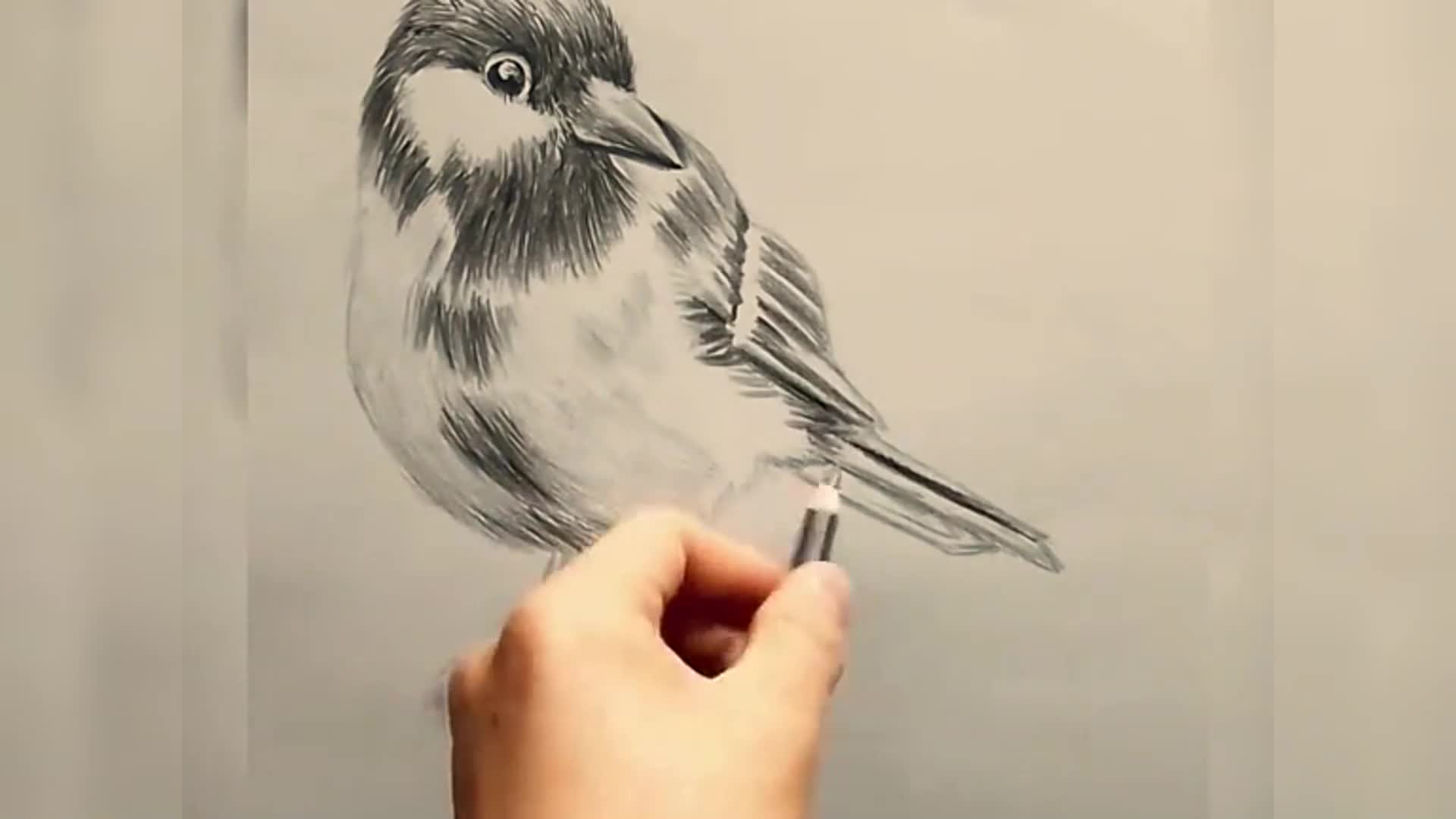 如何画鸟绘图