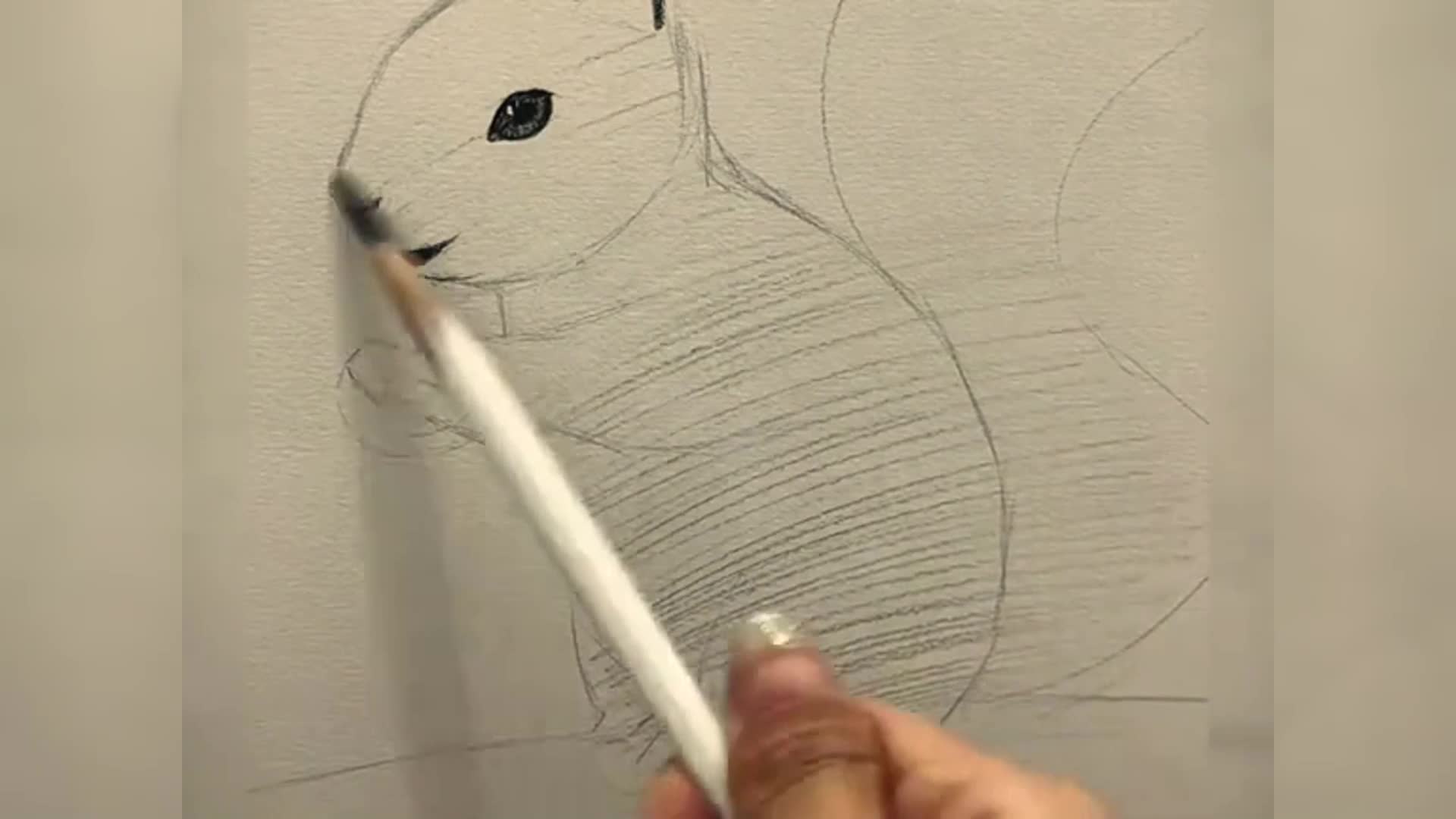 如何画一只小松鼠绘图