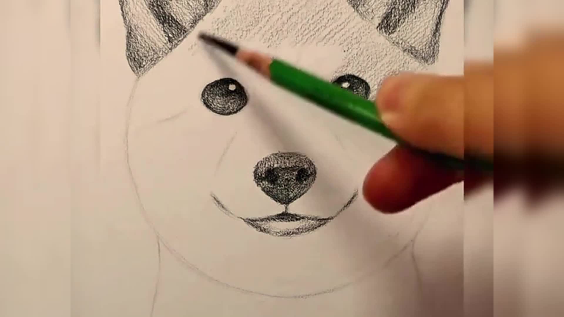 如何画狗(柴犬)绘图