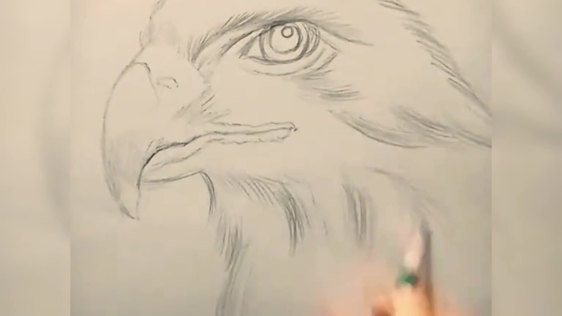 如何画鹰头绘图