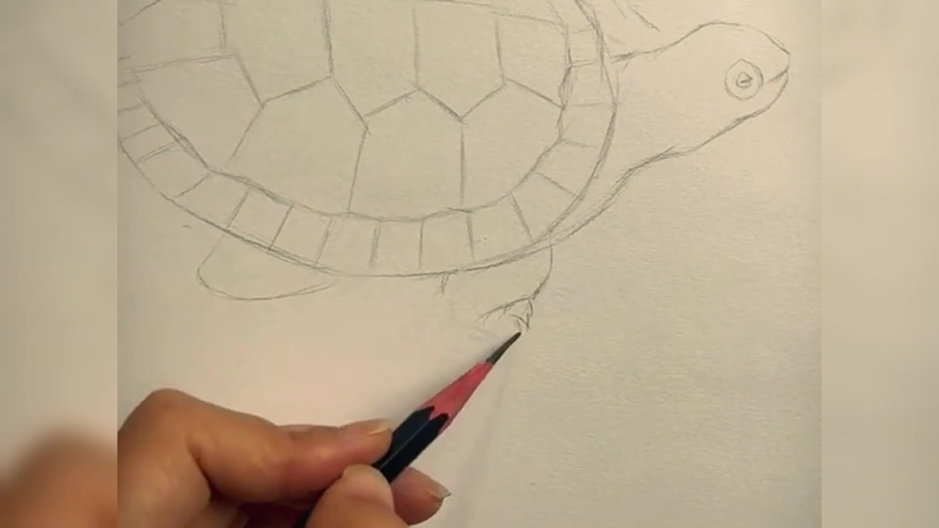 如何画海龟