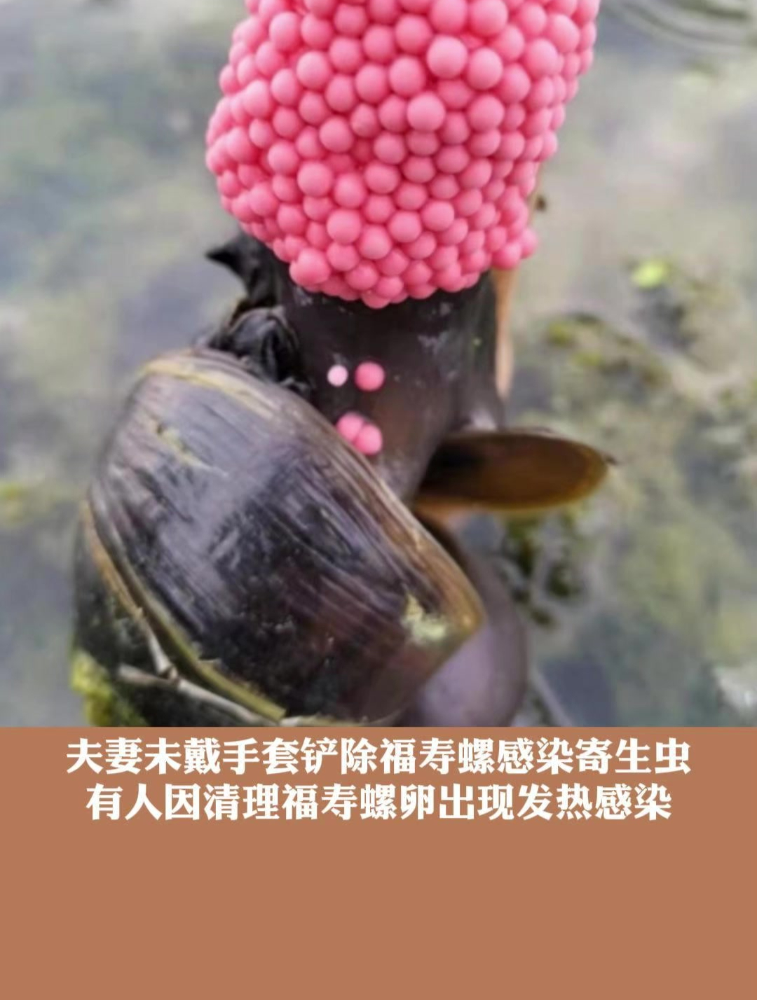 螺蛳里的寄生虫图片