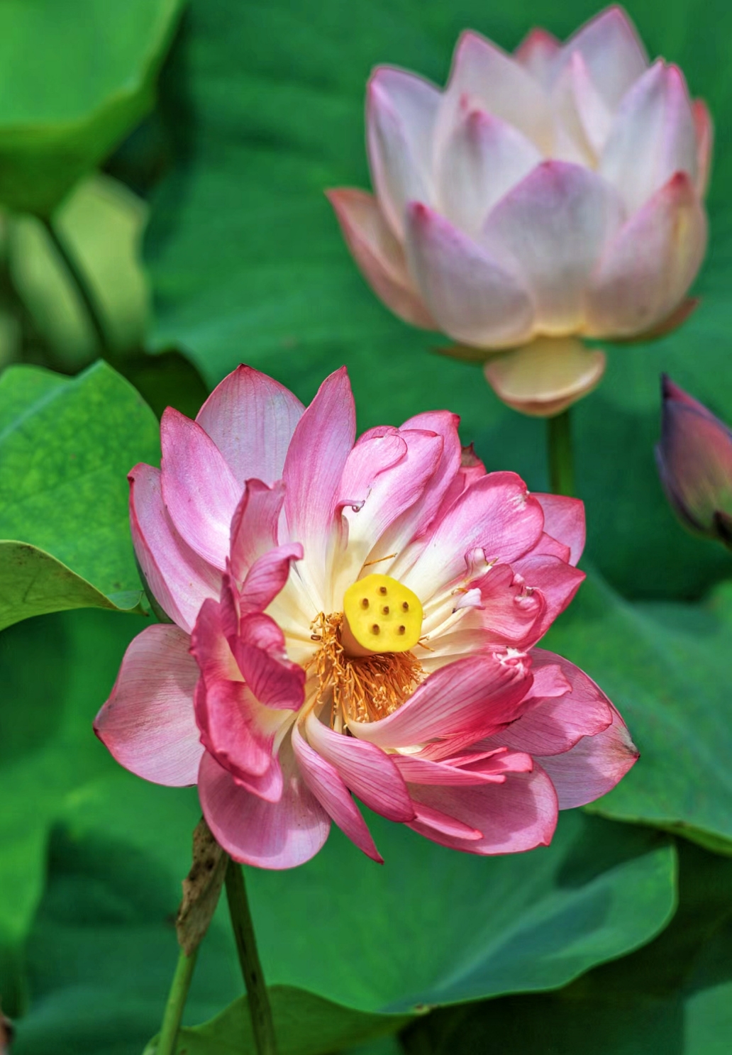 这里是绍兴上虞的"小西湖",适合周末闲逛,花束和小竹筏真的太出片了