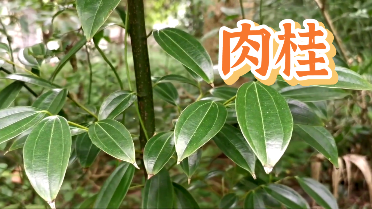 肉桂:从厨房到药箱的多功能植物