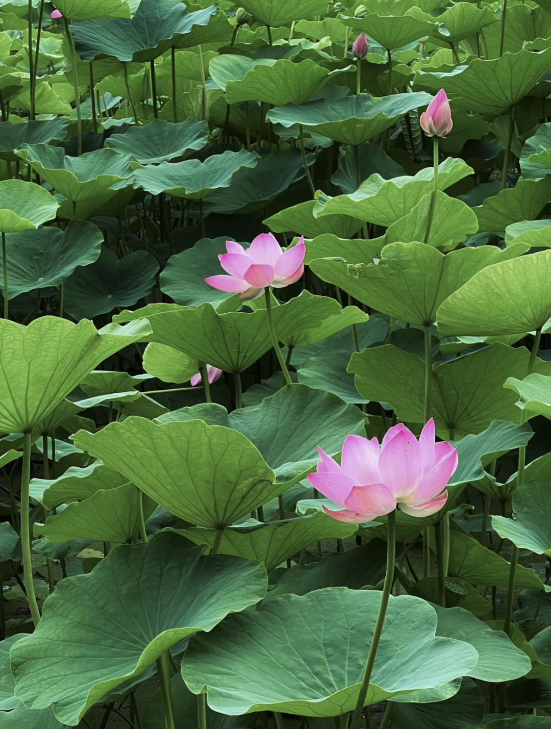 何花资料及图片风景图片