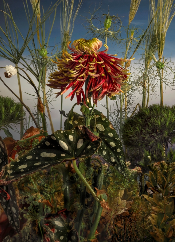 2024索尼世界摄影奖|创意组获奖作品欣赏