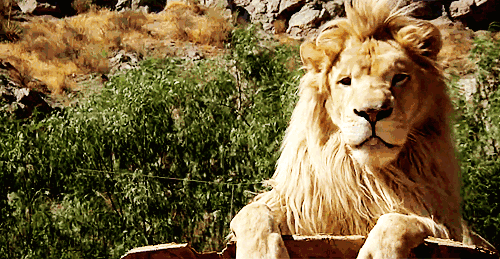回顾:为何作为草原之王的狮子,害怕马赛人?马赛人是什么段位?