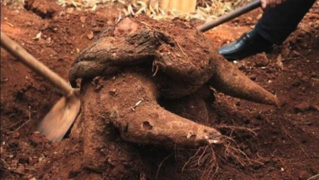 2016年,老农挖到250斤人形"树根",5000元卖掉,不久被卖出200万