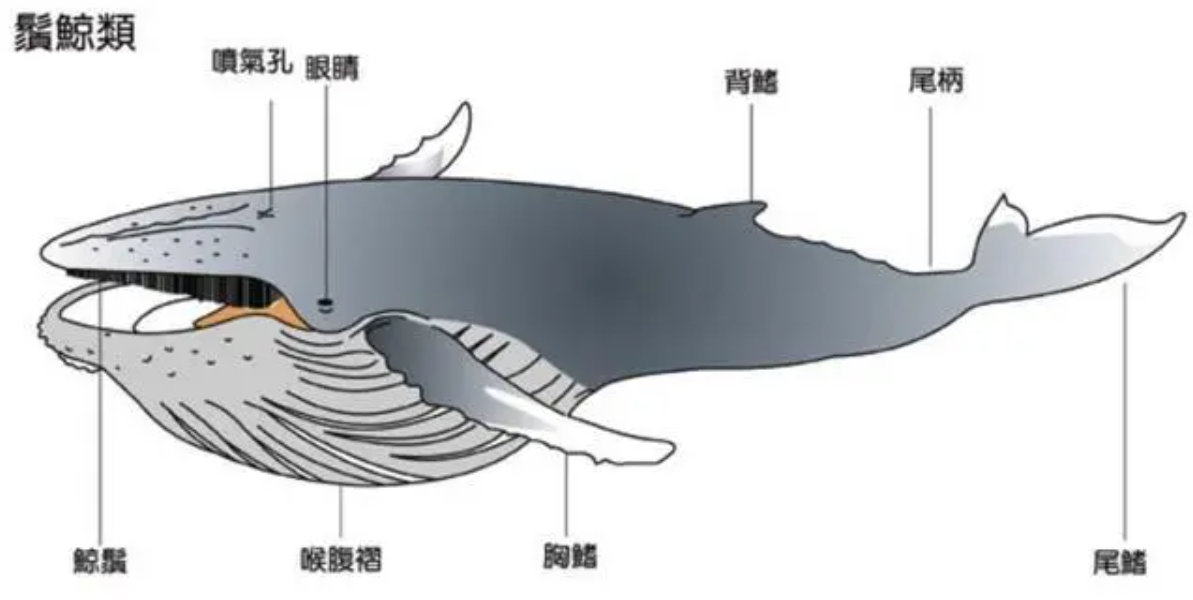 回顾:在鲸鱼腹中是一种什么感觉?一个手无寸铁的人,没有机会逃生?