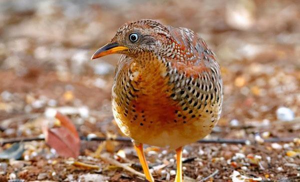 深山"龙吟"是黄脚三趾鹑叫,它产卵后就找新欢,留丈夫独自带娃