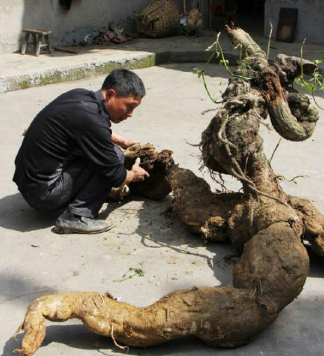 2016年,老农挖到250斤人形"树根",5000元卖掉,不久被卖出200万