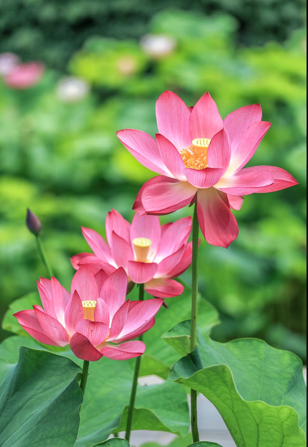 这里是绍兴上虞的"小西湖",适合周末闲逛,花束和小竹筏真的太出片了