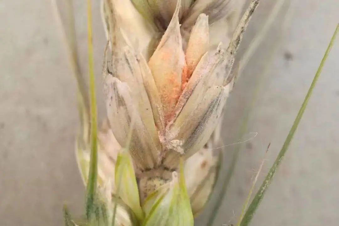 咪鲜胺铜盐氟环唑杀菌剂