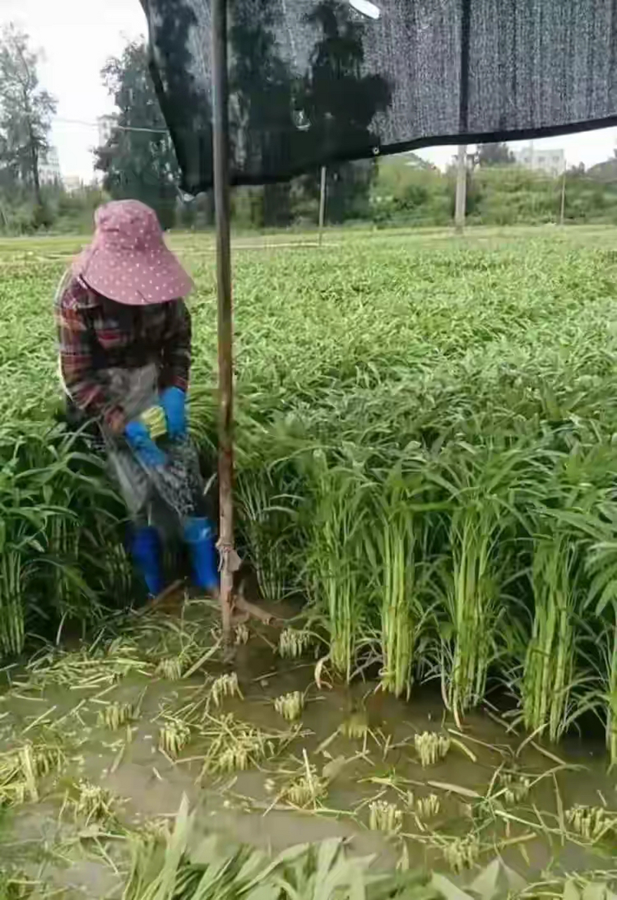 有认识的友友们给科普一下吧!