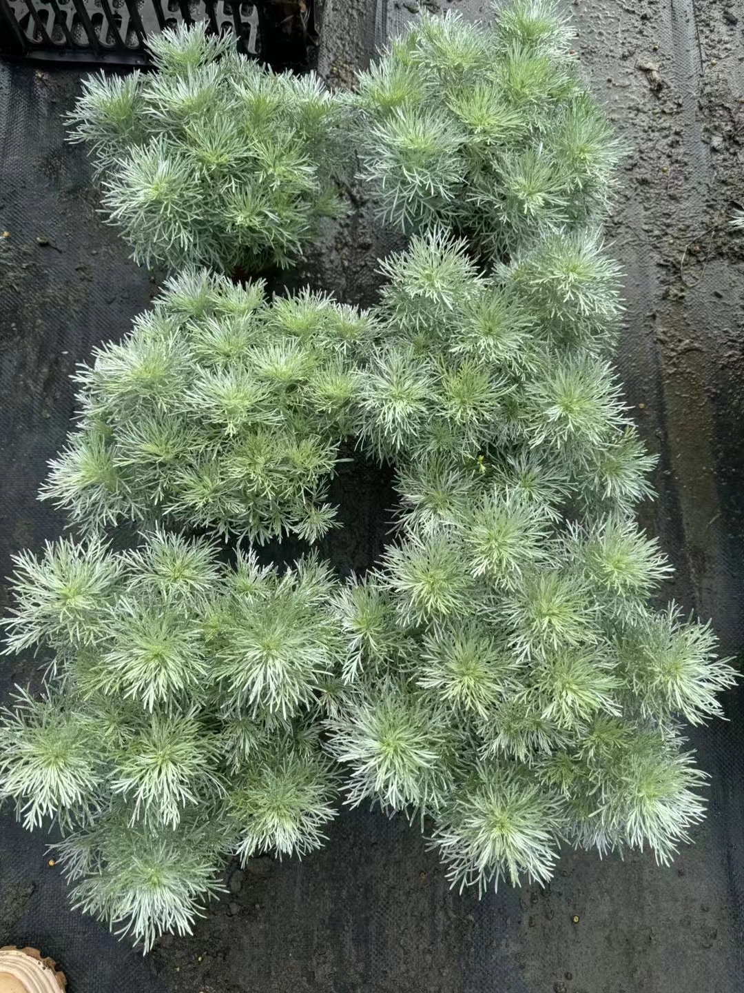 朝雾草在绿化效果上表现出色,具体表现在以下几个方