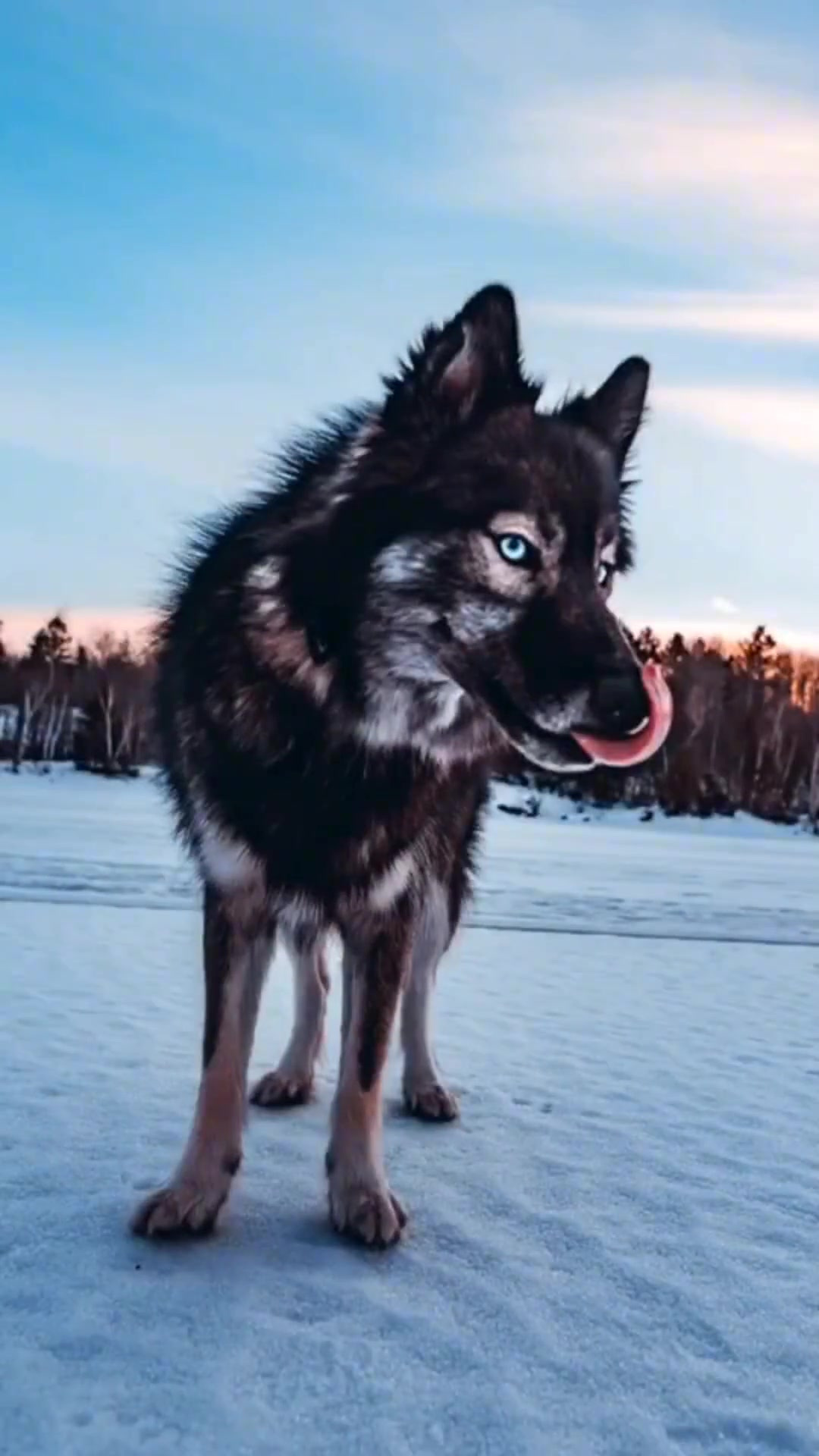 蓝湾犬照片图片