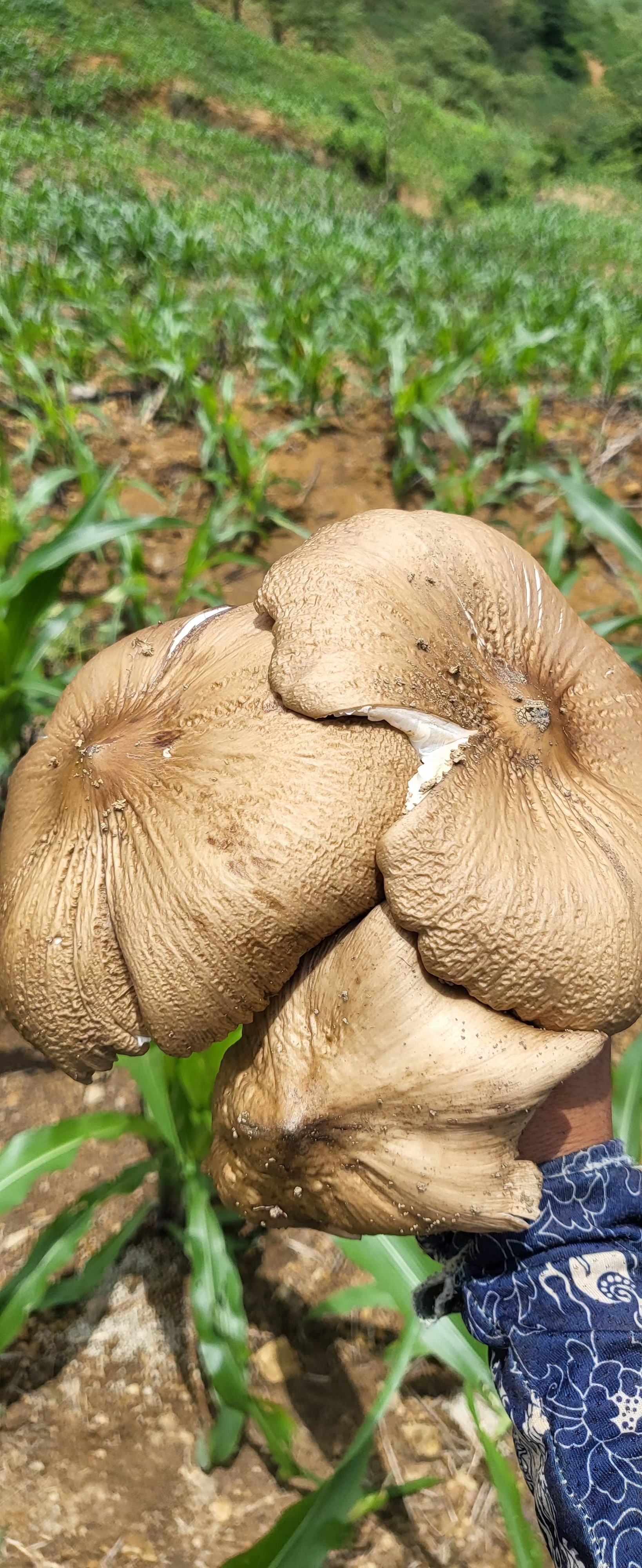云南鸡枞,夏季独有,我愿称之为最美味的菌类 好几年没吃过鸡枞啦,炒肉