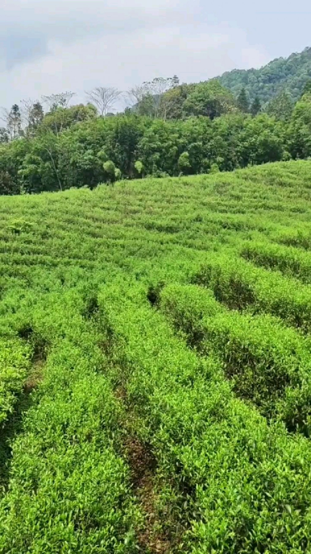 贺州姑婆山中tvb经典剧《茶是故乡浓》的拍摄地