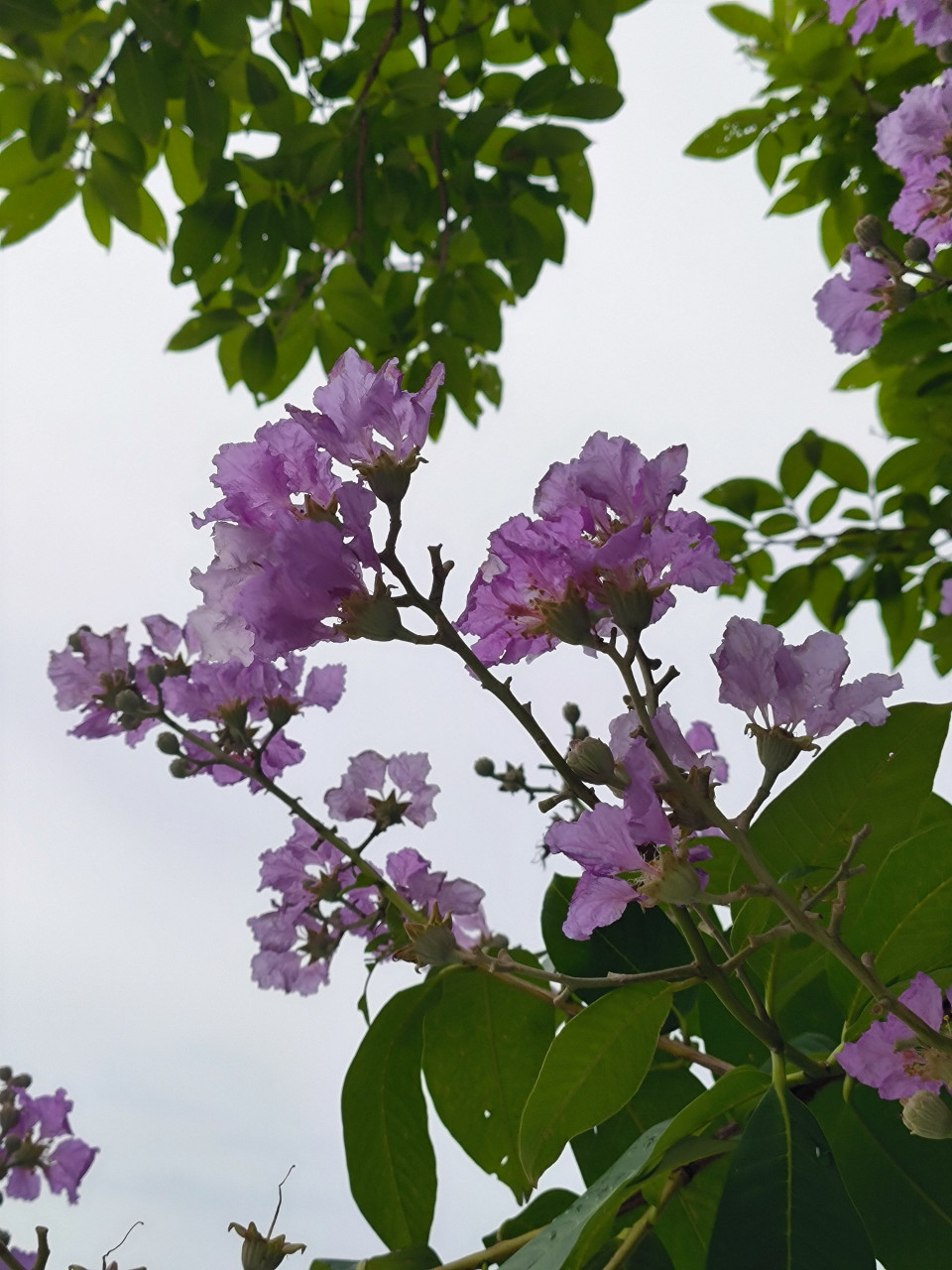 紫薇花 杜牧图片