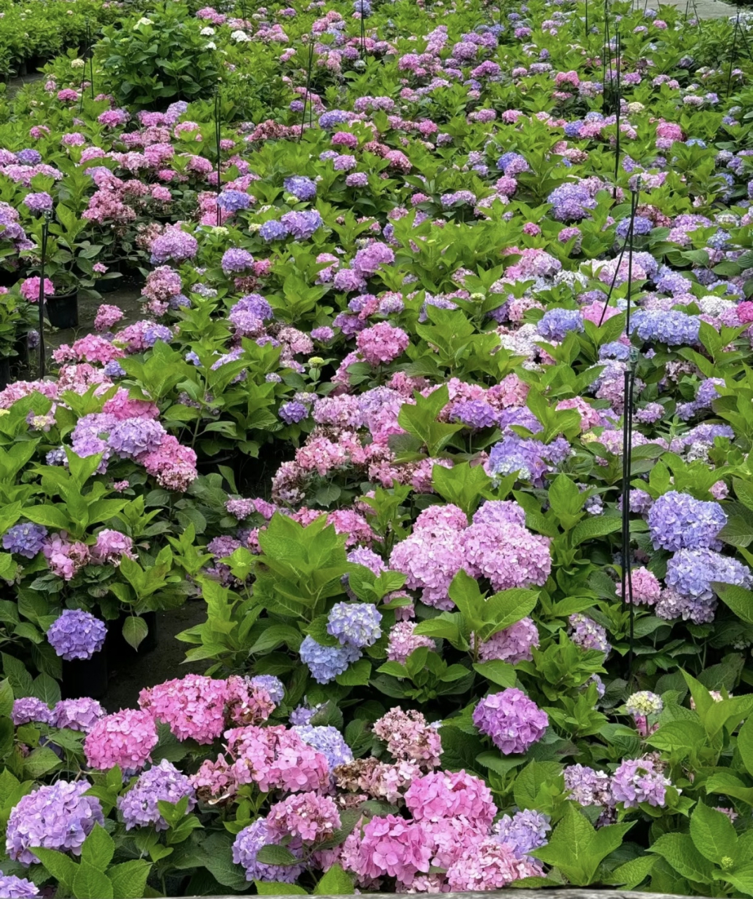 成都鹿野花塔一整个山谷的绣球坡真的如梦如幻,从进门到里面的大