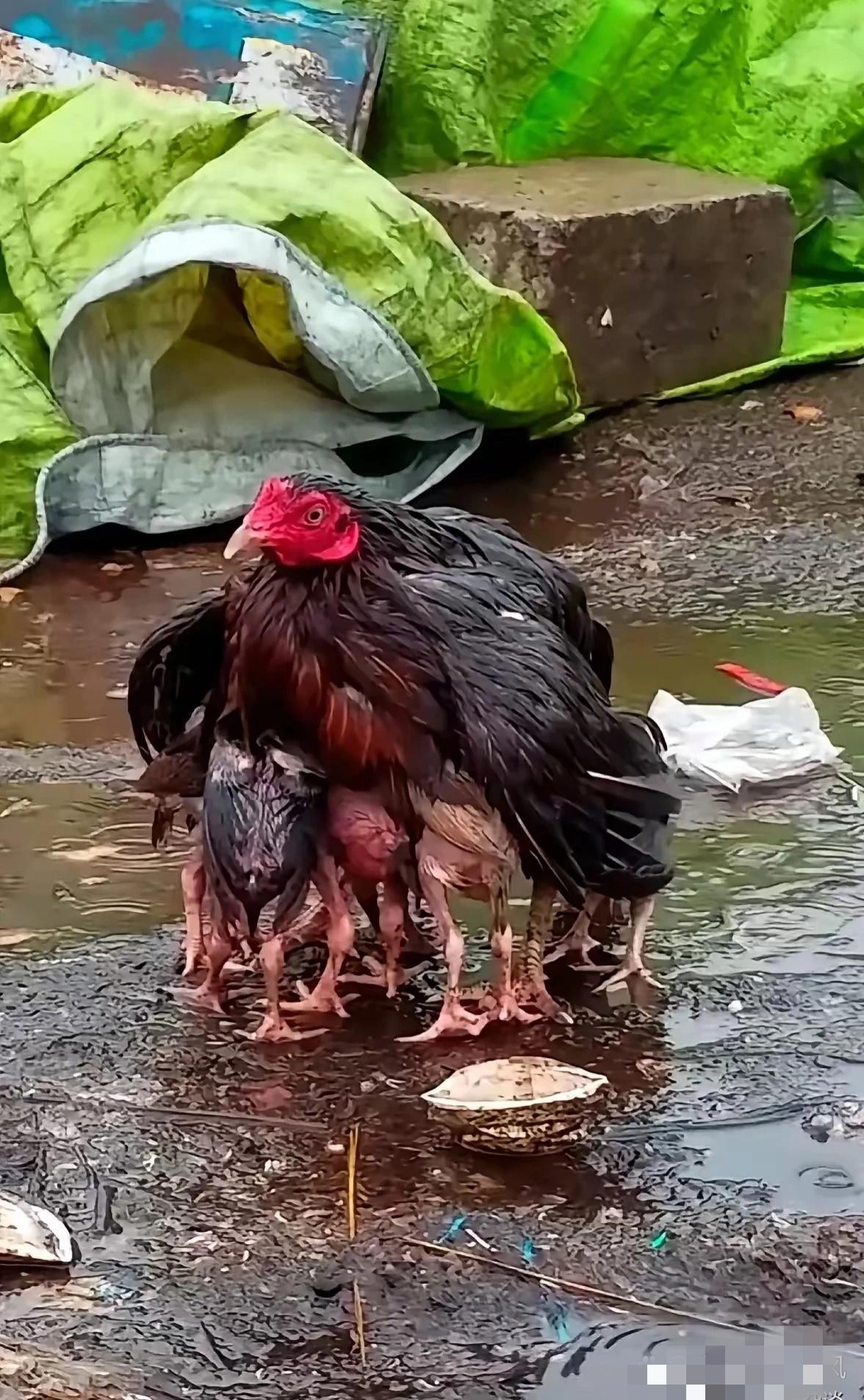 母鸡雨中护小鸡的图画图片