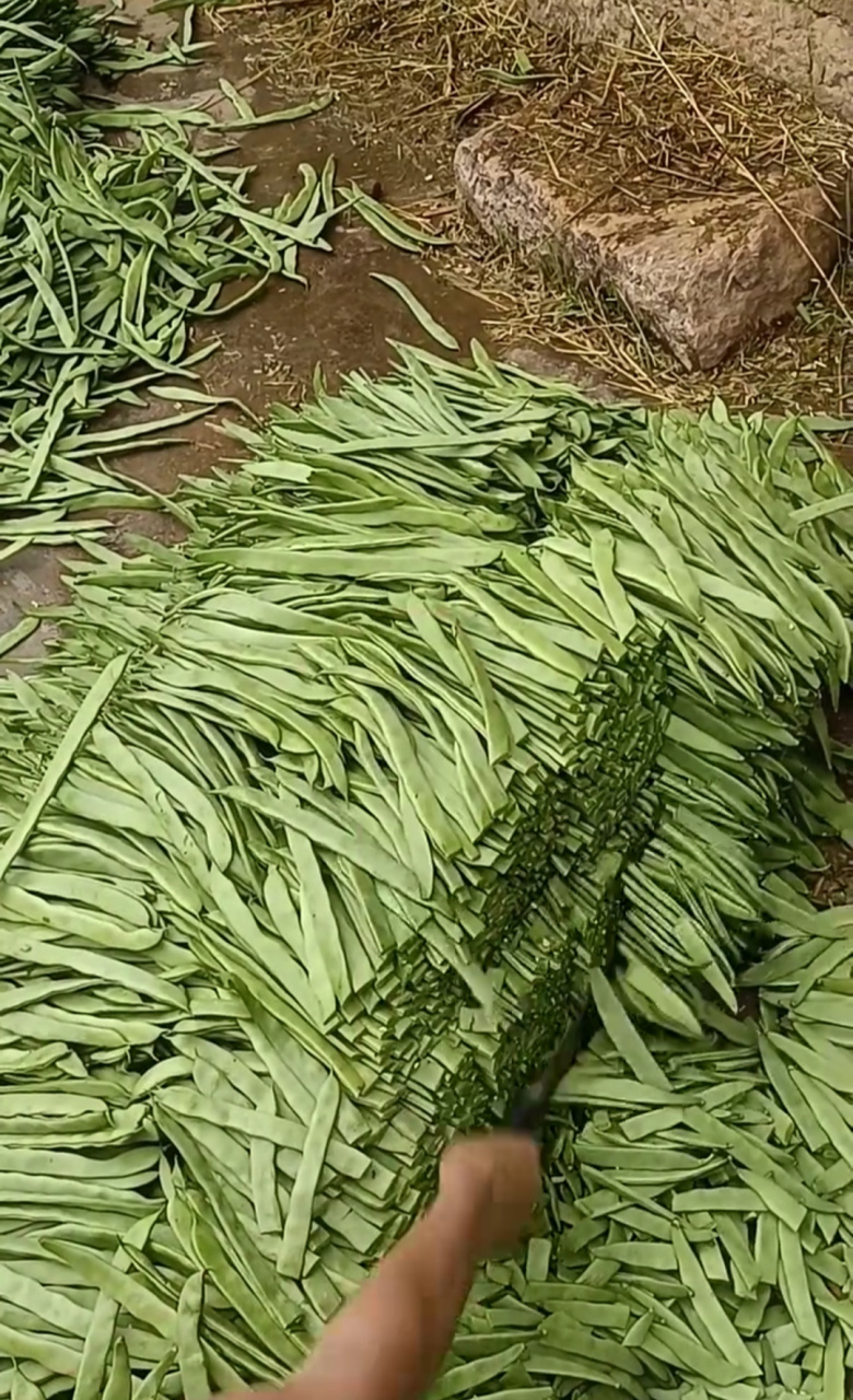 扁扁的豆角图片