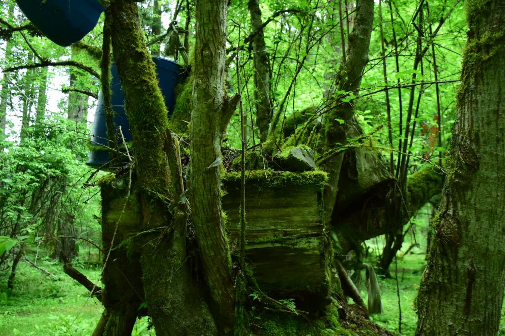 波密卓龙沟 · 树葬