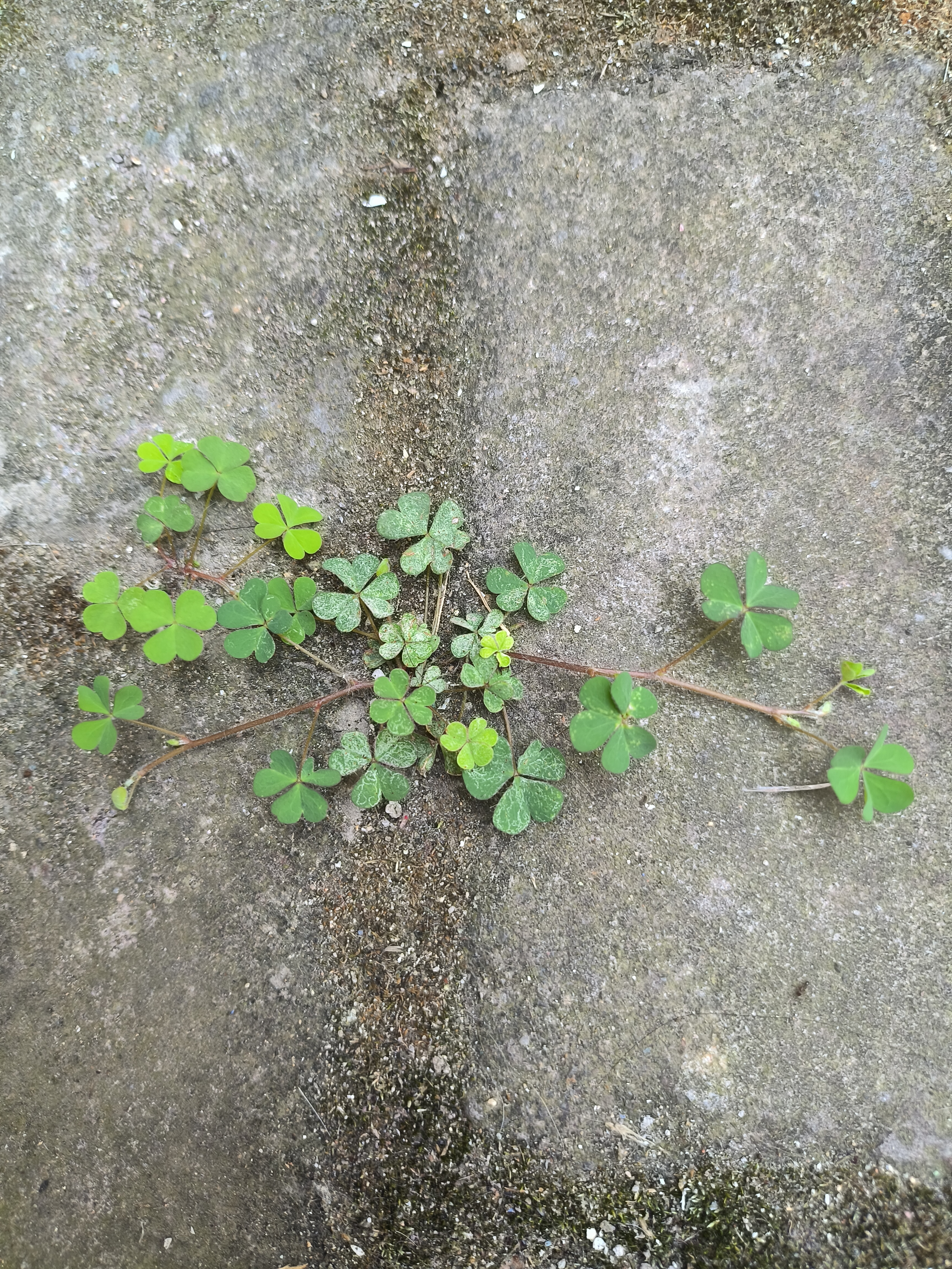 现在的生活节奏越来越快,我们在忙忙碌碌中不停的鞭