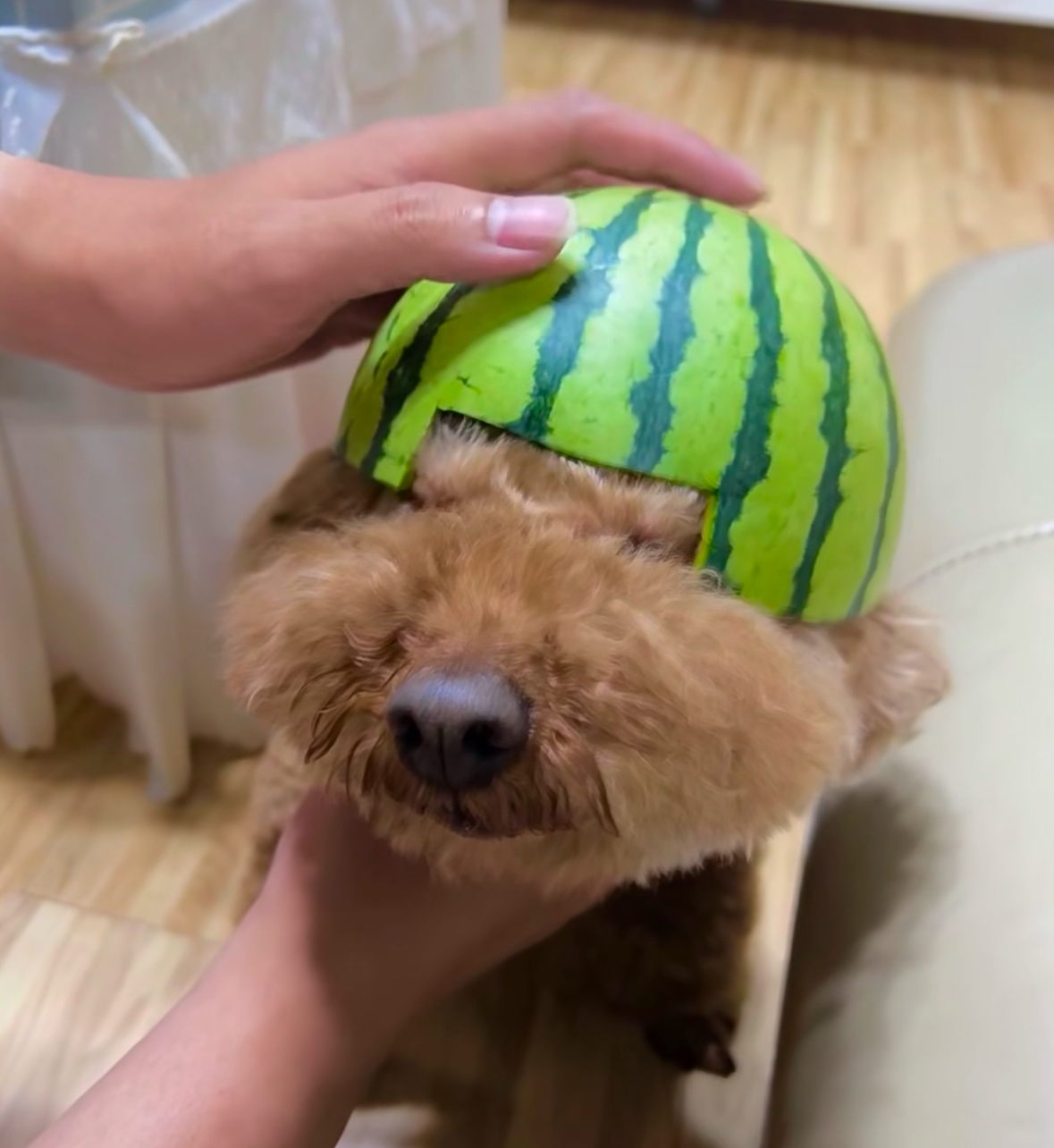 可爱的小狗狗,头上竟被主人调皮地戴上了一个用西瓜皮做成的头盔,它就