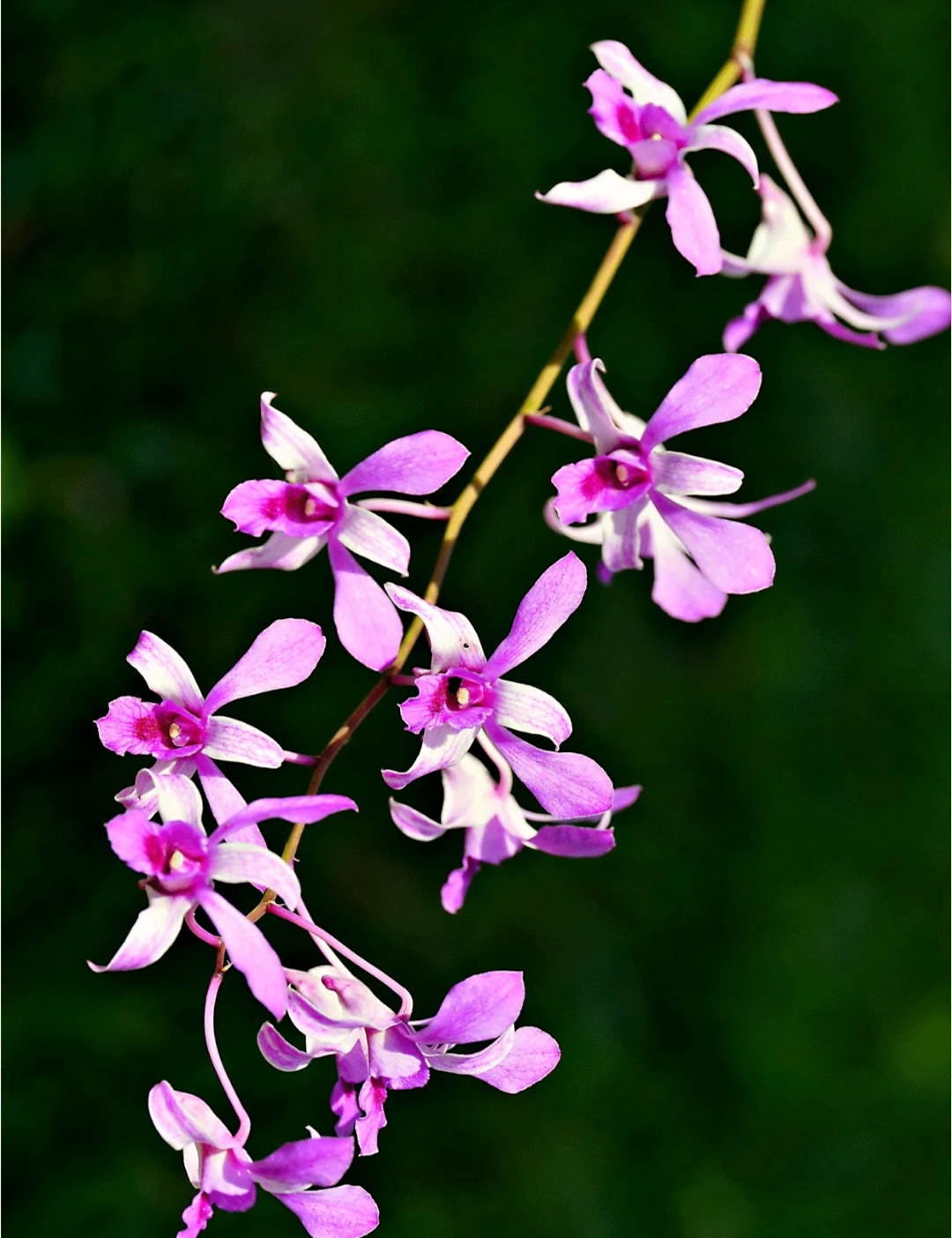 父爱是座山比山更伟岸父爱是条江比江更宽广父爱是片