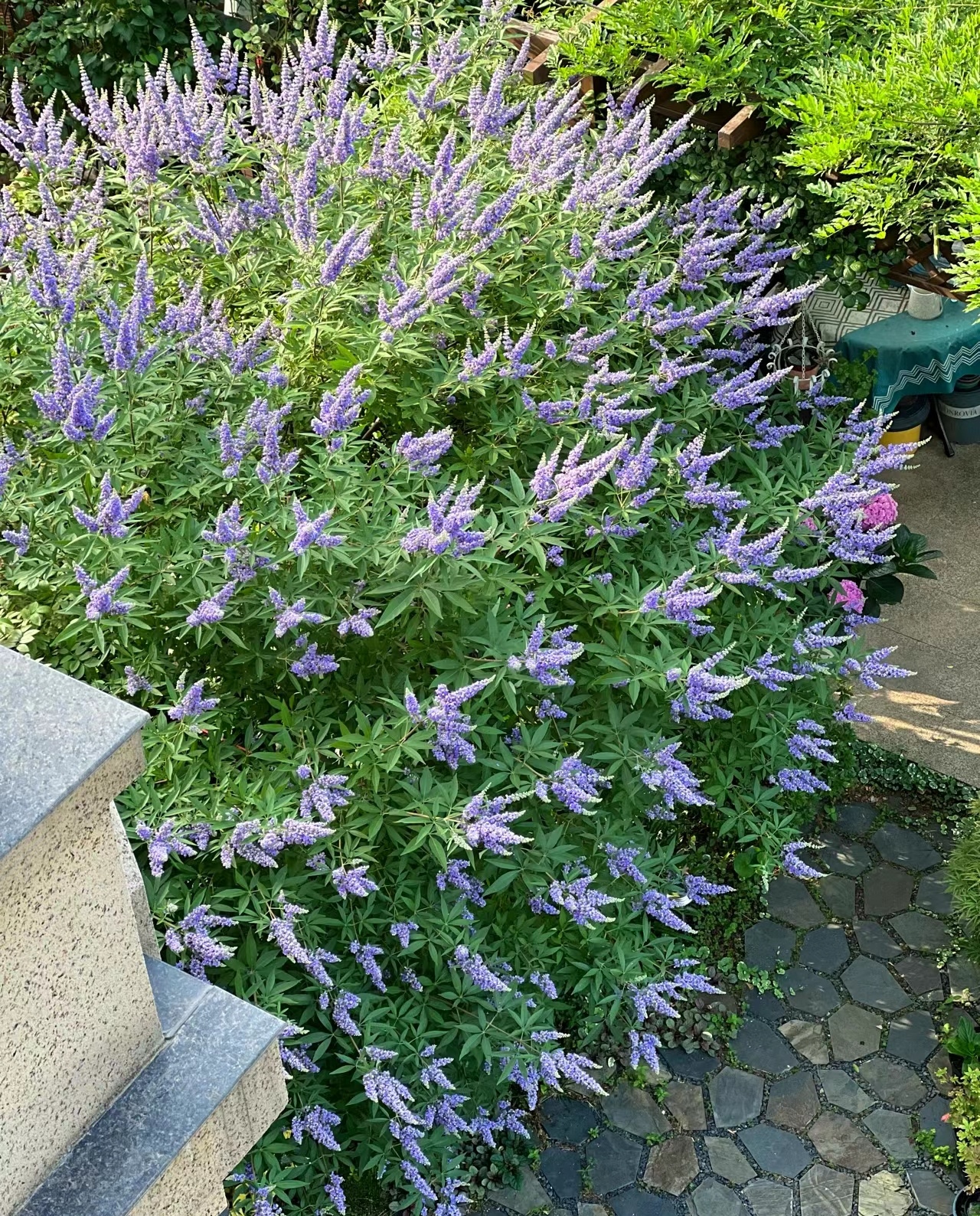 穗花牡荆的观赏价值和养护方法?