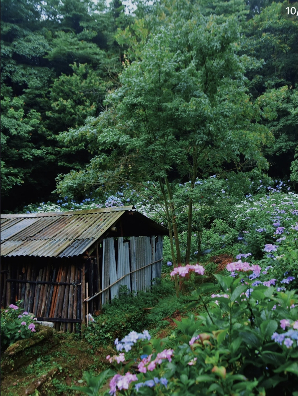 成都鹿野花塔一整个山谷的绣球坡真的如梦如幻,从进门到里面的大