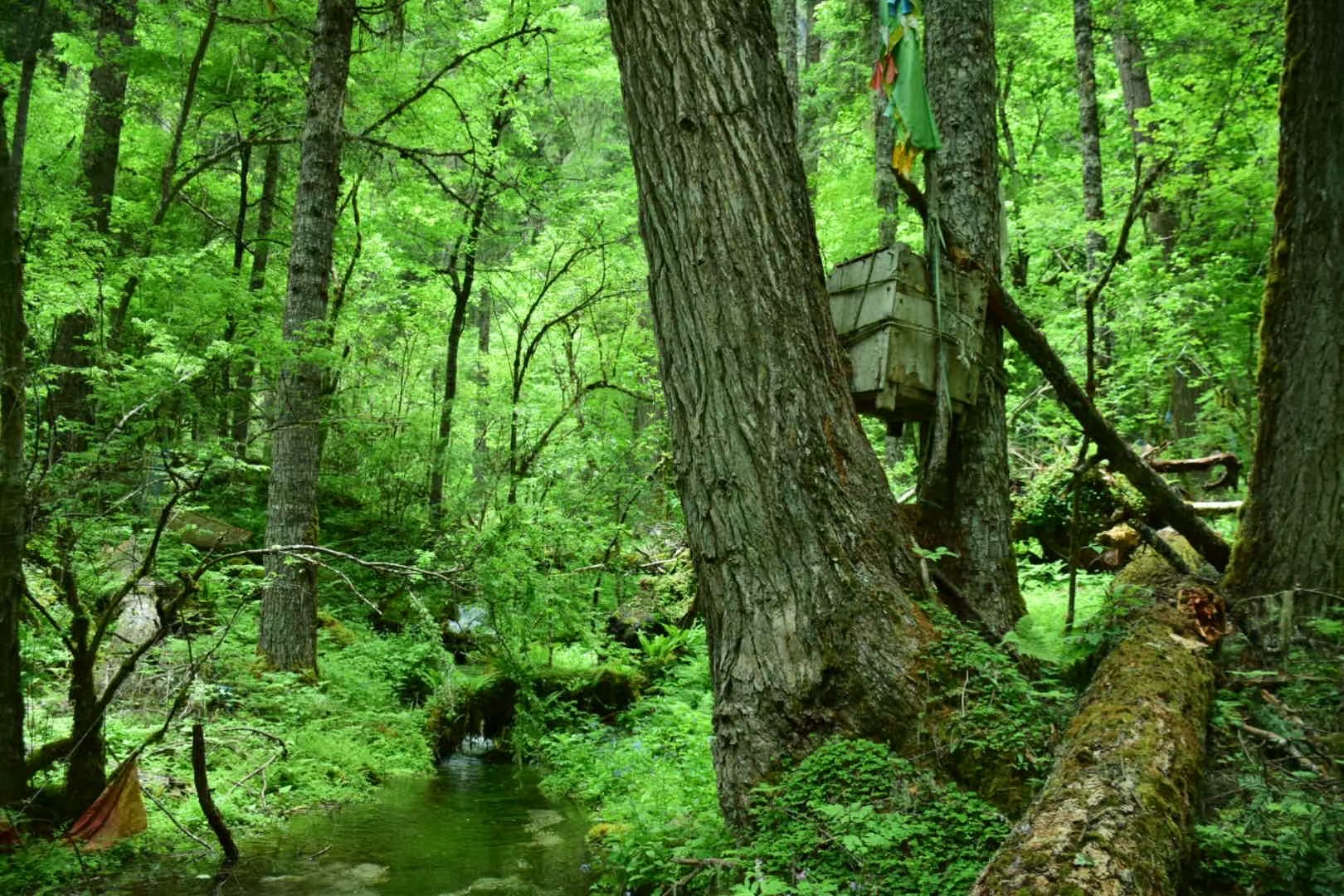 波密卓龙沟 · 树葬