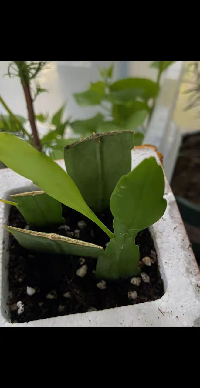 扦插昙花,插反这个错误已经犯了好几次了,前几次还没有长出来根,这次