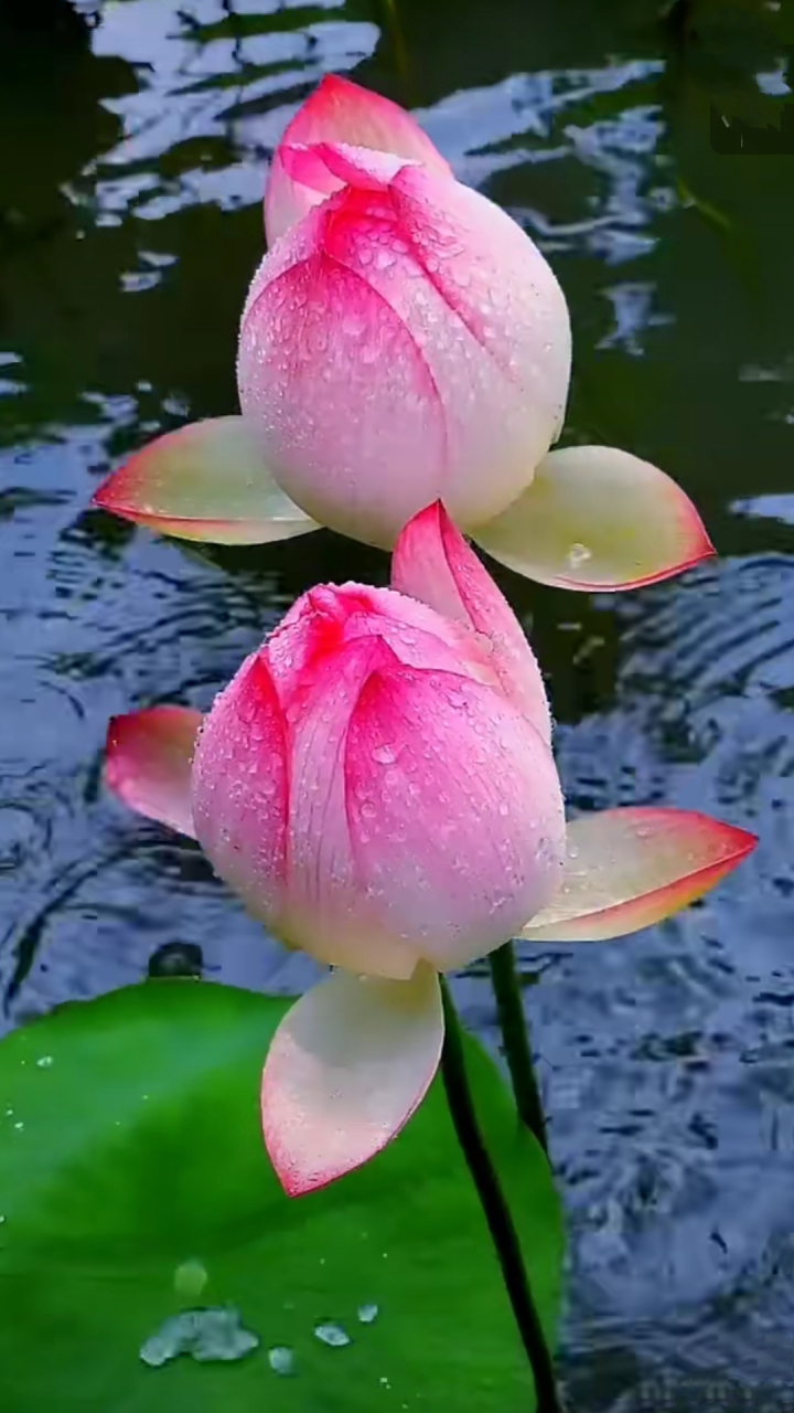 雨中含苞待放的荷花,像不像寿桃?