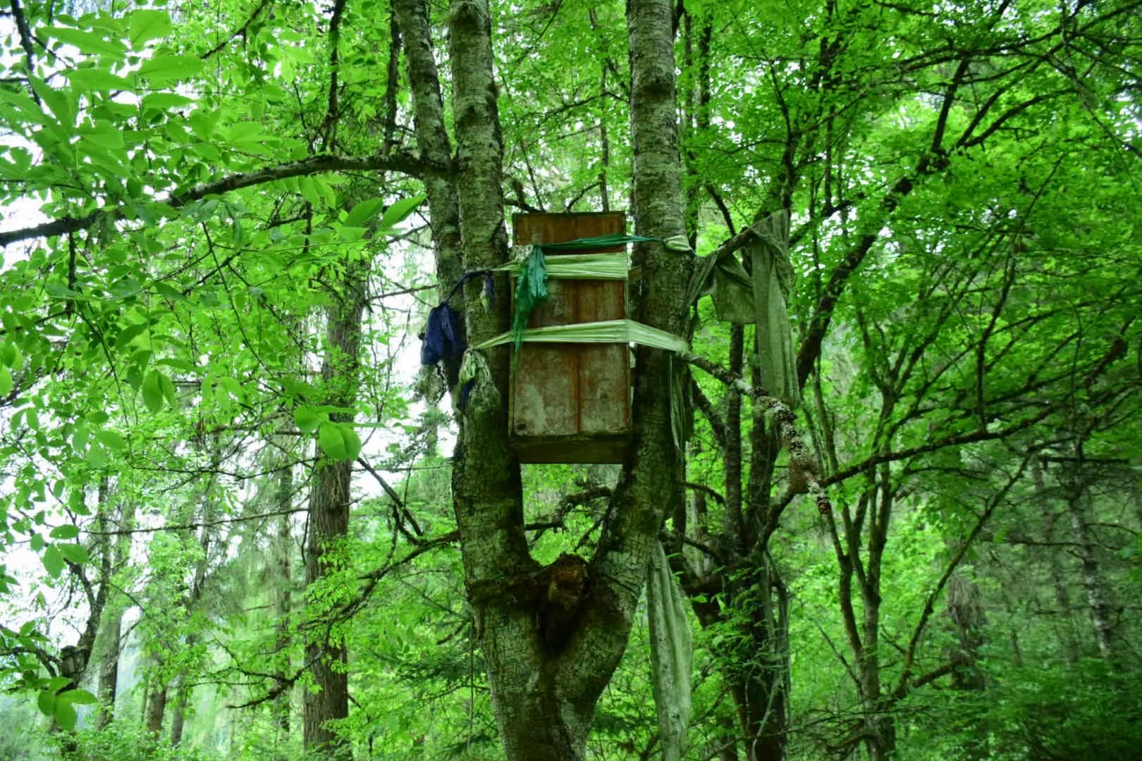 波密卓龙沟 · 树葬