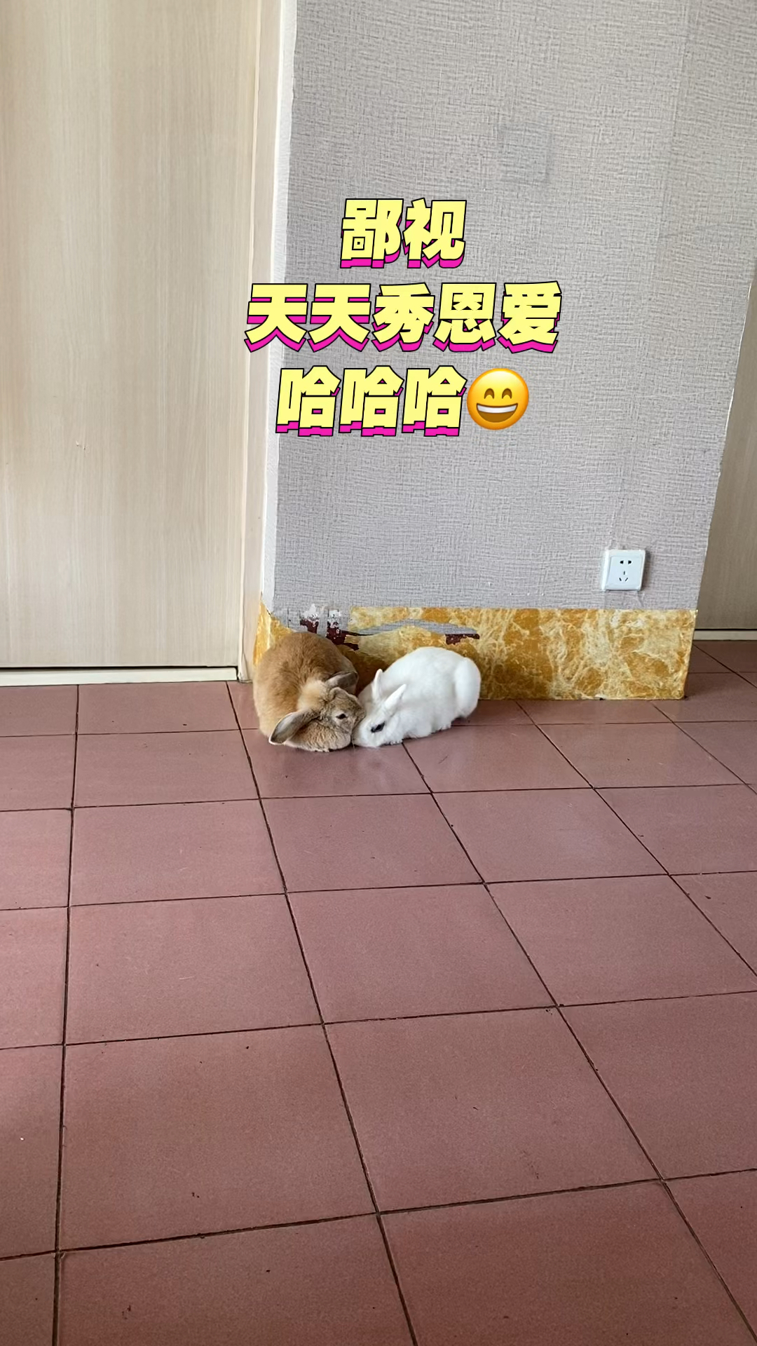 来自一只单身狗的视角